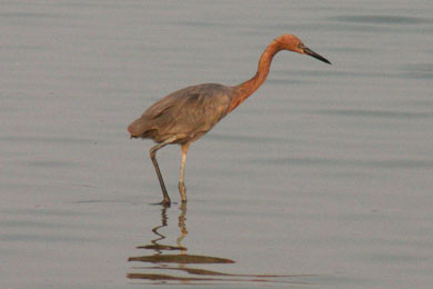 Reddish Egret